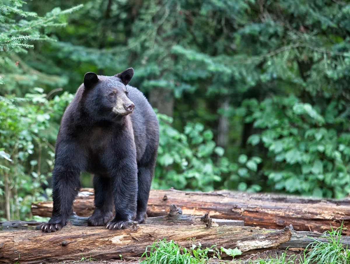 butcher man add bear cums image