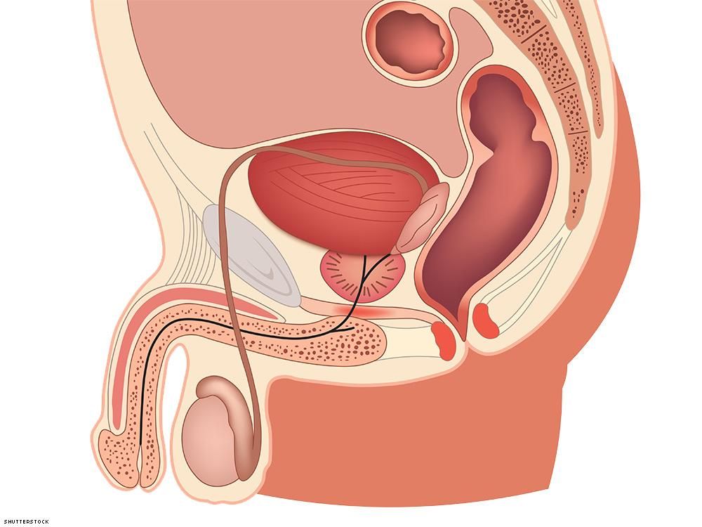 ashok sundarrajan add guide to anal fisting image