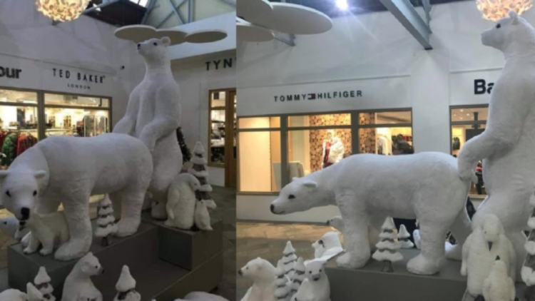 dianne hobbs add polar bear porn photo