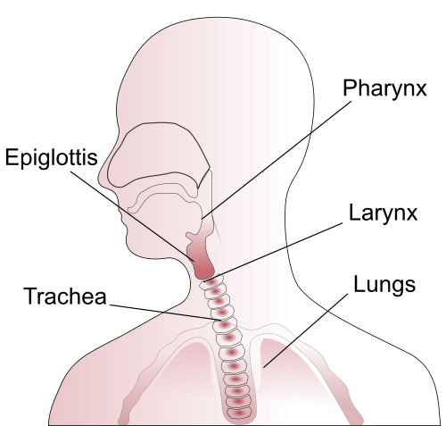 celines pacheco add latina throat image