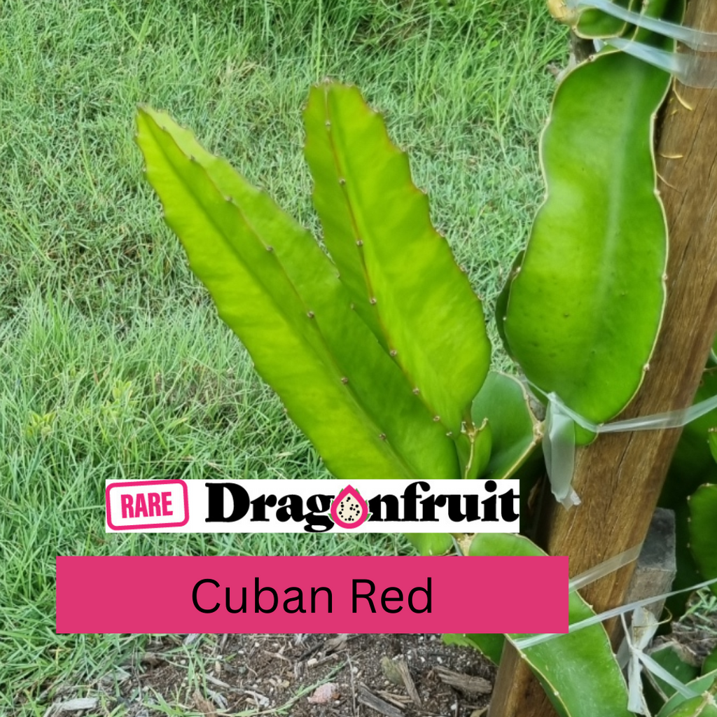 christopher gatti add cuban redd image