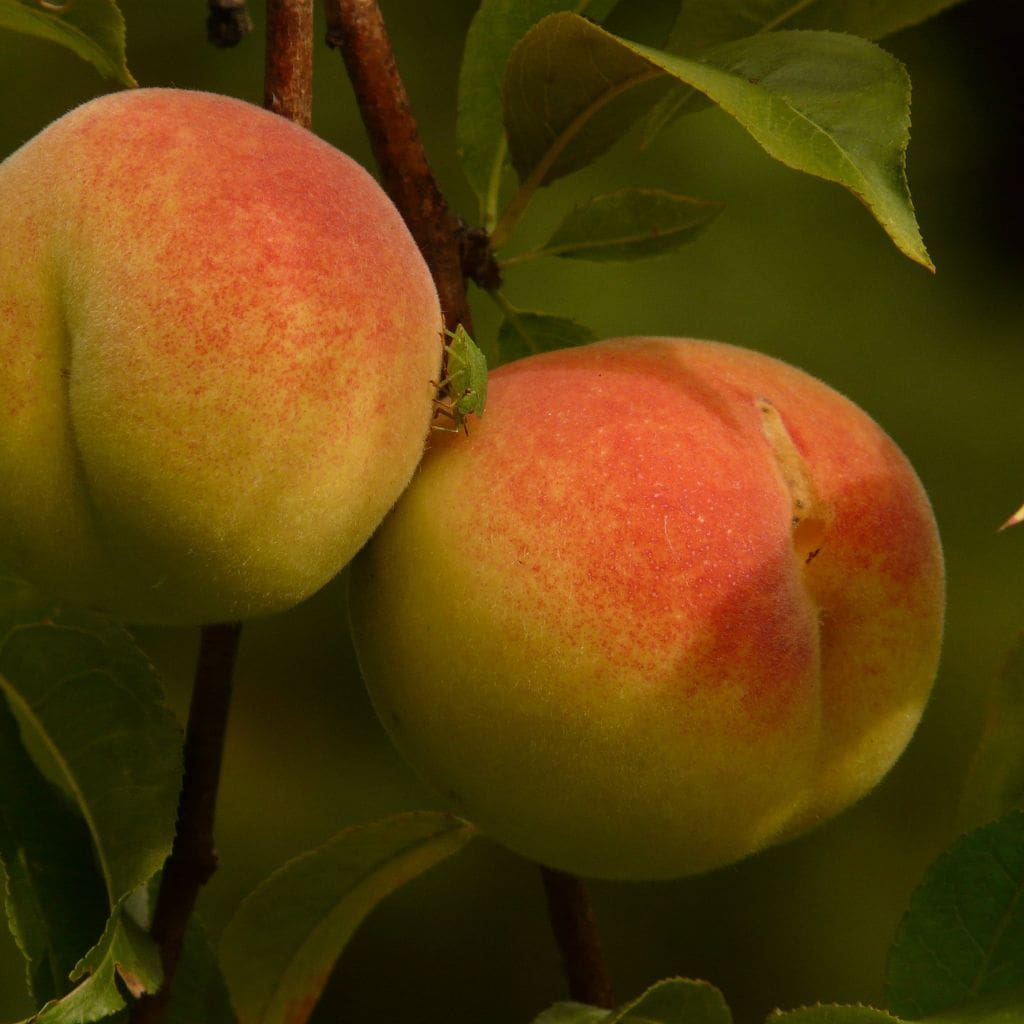 cindy mohler add amber peach photo