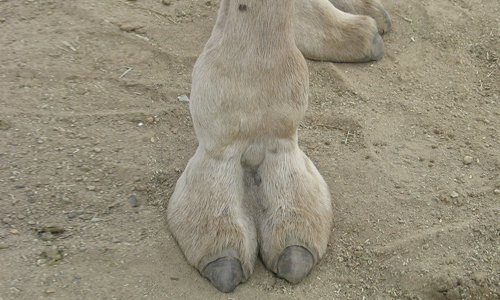 debbie karwacki add real camel toe image