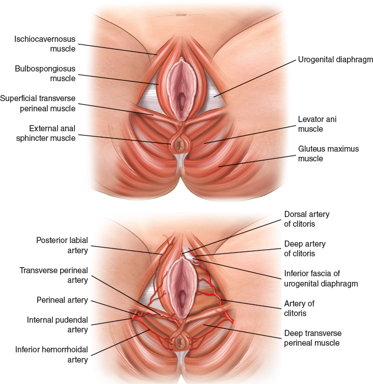 dede sri add fat clitoris image