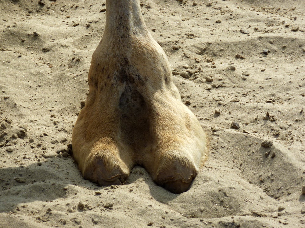 dirk gardner add real camel toe image