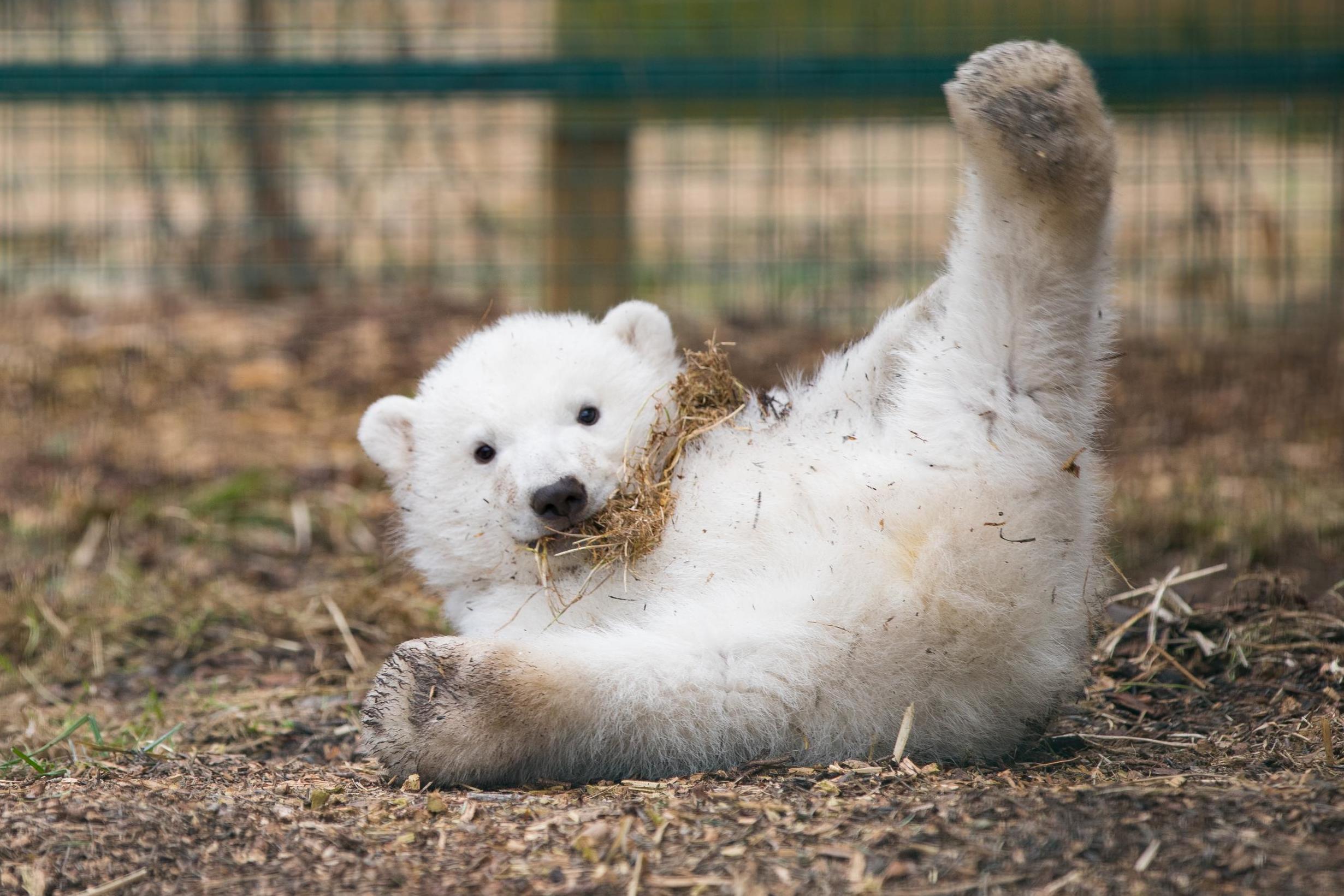 chuck herrig add polar bear porn photo