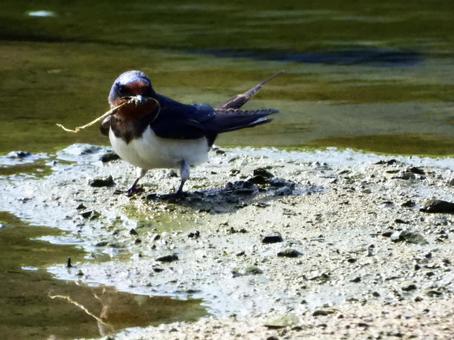 beatrice meade add sucking swallow photo